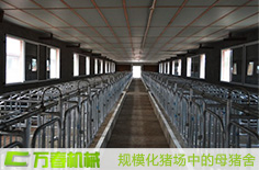規(guī)?；B(yǎng)豬場(chǎng)設(shè)備終末消毒方法(安全程序)